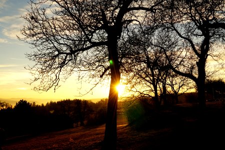 Sky Nature Tree Branch photo