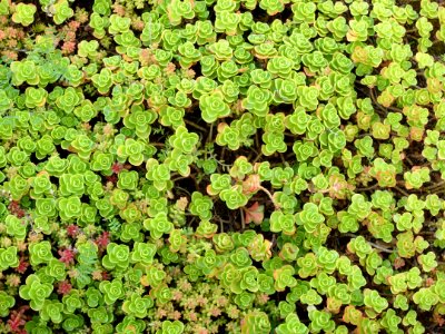 Plant Vegetation Groundcover Herb