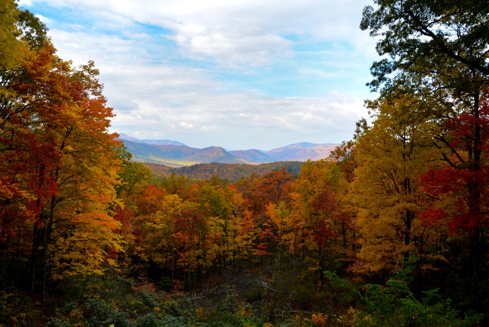 Nature Leaf Ecosystem Wilderness