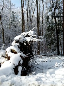 Snow Winter Tree Freezing