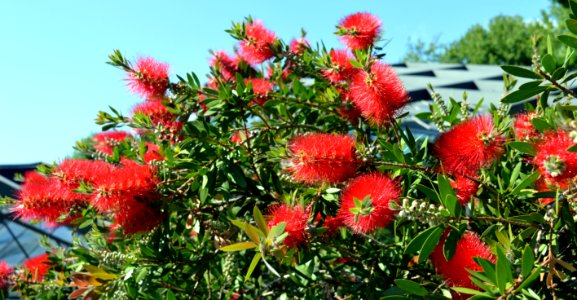 Plant Rambutan Flower Vegetation photo