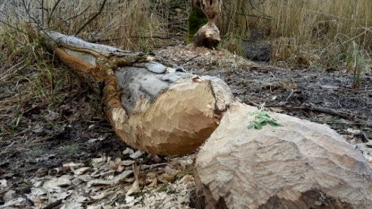 Rock Tree Bedrock Boulder