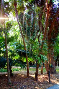 Tree Vegetation Plant Arecales