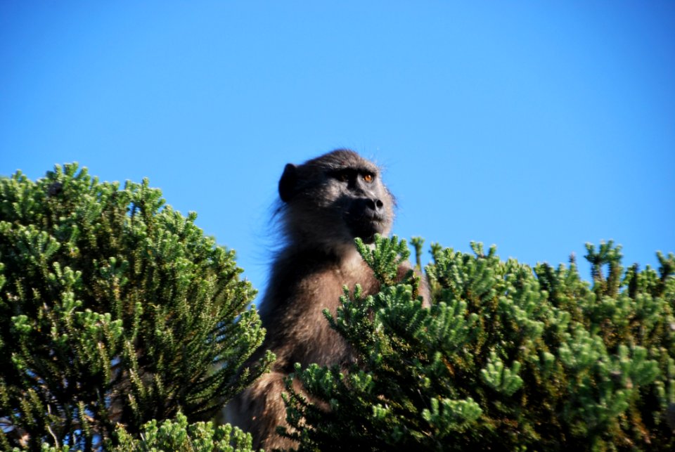 Fauna Sky Tree Wildlife