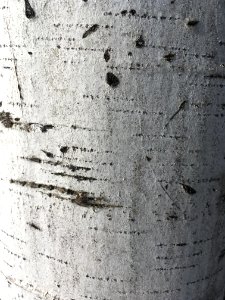 Black And White Tree Wood Monochrome