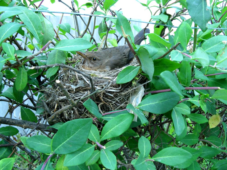 Bird Fauna Ecosystem Leaf