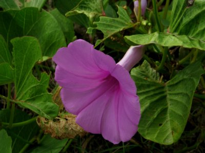 Plant Flower Morning Glory Family Morning Glory