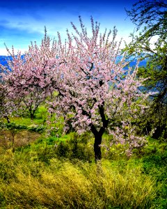 Plant Blossom Tree Vegetation