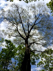 Tree Branch Sky Woody Plant