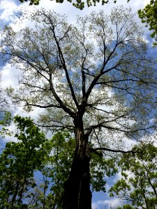 Tree Branch Sky Woody Plant photo