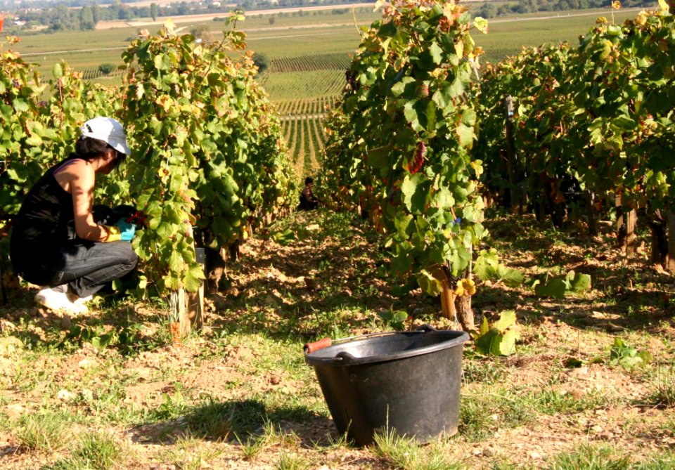 Agriculture Plant Grapevine Family Vineyard