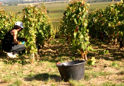 Agriculture Plant Grapevine Family Vineyard
