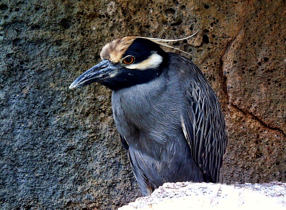 Bird Beak Fauna Wildlife