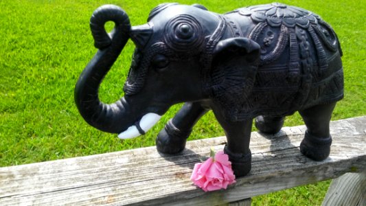 Elephants And Mammoths Elephant Indian Elephant Mammal