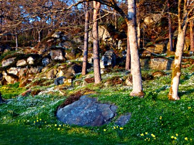 Nature Tree Woodland Plant