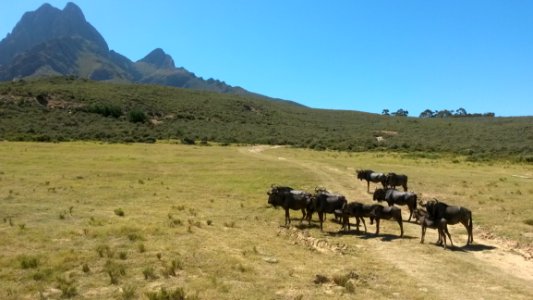 Ecosystem Grassland Herd Pasture photo