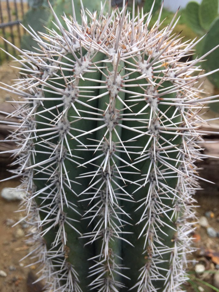 Plant Cactus Thorns Spines And Prickles Vegetation photo