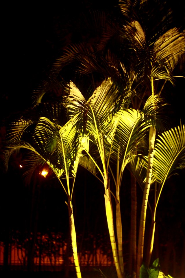 Nature Palm Tree Arecales Night