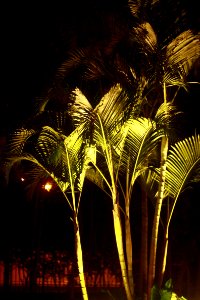 Nature Palm Tree Arecales Night