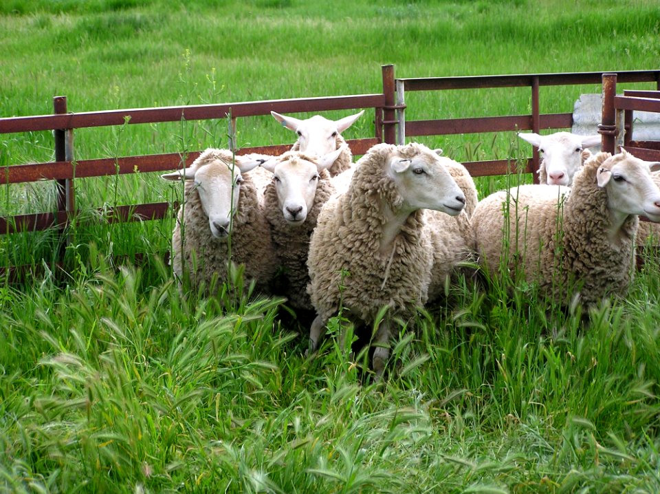 Sheep Pasture Grassland Grass photo