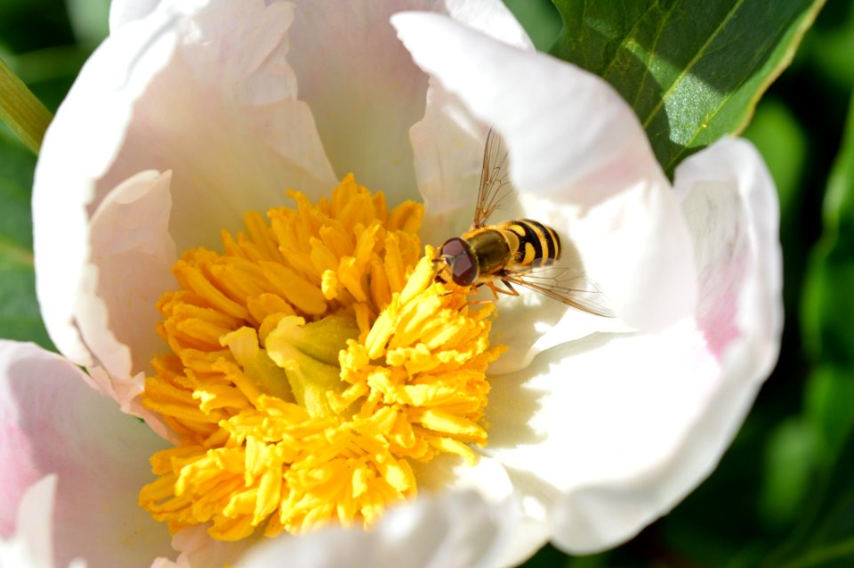 Honey Bee Bee Flower Insect photo