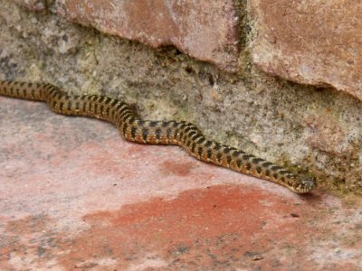 Reptile Snake Scaled Reptile Fauna