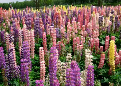 Plant Flower Flowering Plant Lupin