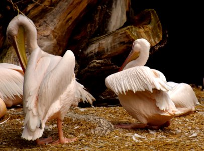 Pelican Fauna Beak Seabird