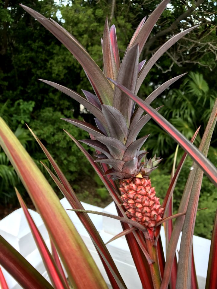 Plant Flora Leaf Arecales