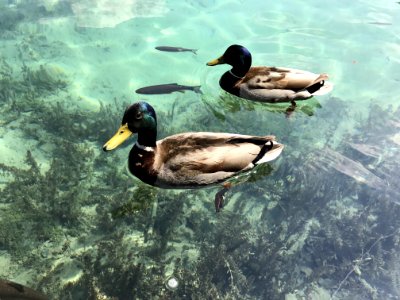 Duck Water Bird Fauna photo
