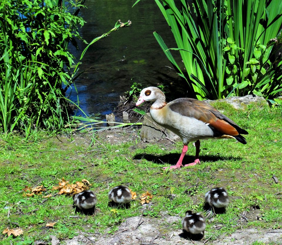 Bird Ecosystem Fauna Water Bird