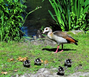 Bird Ecosystem Fauna Water Bird