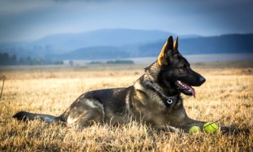 Dog Dog Breed Dog Like Mammal Kunming Wolfdog