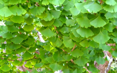 Leaf Vegetation Grapevine Family Tree photo