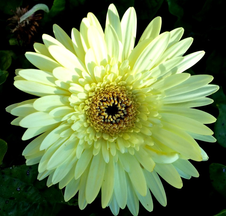 Flower Yellow Plant Flowering Plant