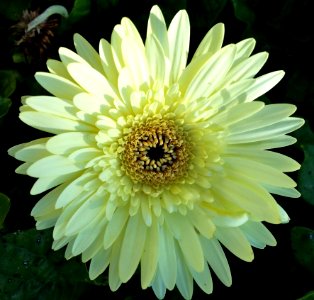 Flower Yellow Plant Flowering Plant