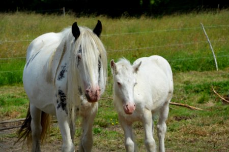 Horse Pasture Horse Like Mammal Mare