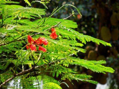 Vegetation Plant Leaf Flora