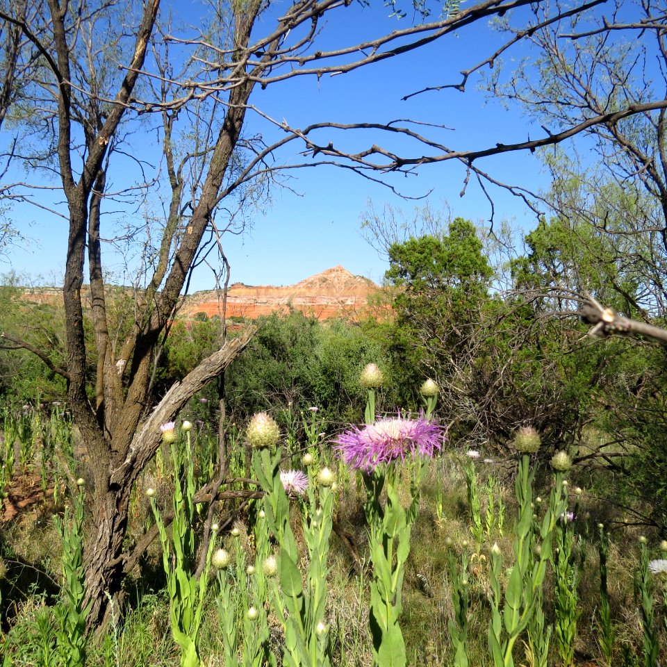 Vegetation Ecosystem Plant Nature Reserve