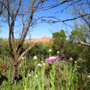 Vegetation Ecosystem Plant Nature Reserve