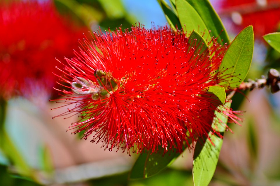 Flora Flower Syzygium Malaccense Plant