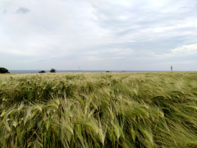 Ecosystem Grassland Field Crop photo