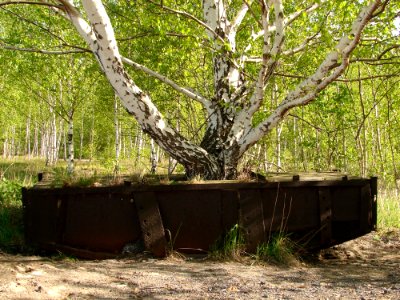 Tree Plant Woodland Branch