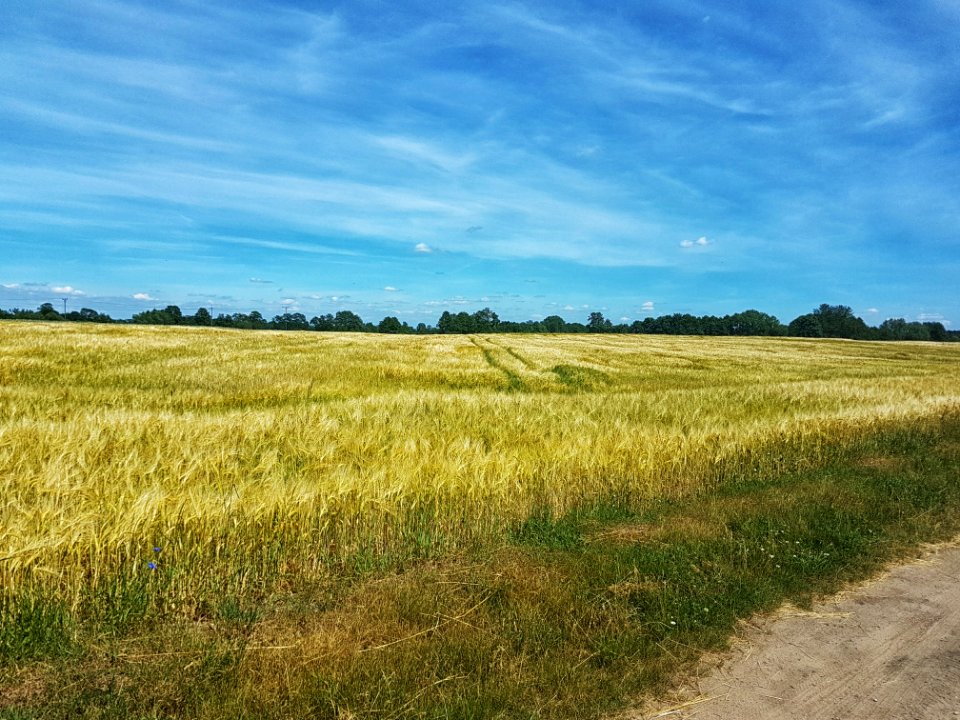 Grassland Ecosystem Prairie Sky