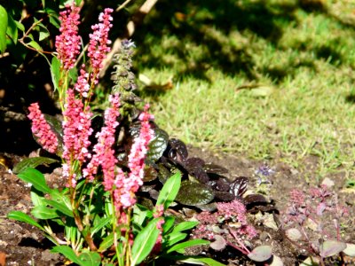Plant Flora Flower Broomrape