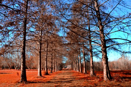 Tree Nature Path Ecosystem