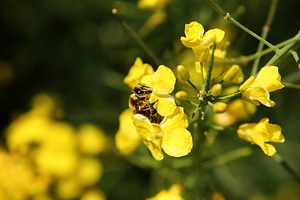 Frühlingsanfang pollination yellow