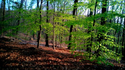 Ecosystem Woodland Vegetation Forest