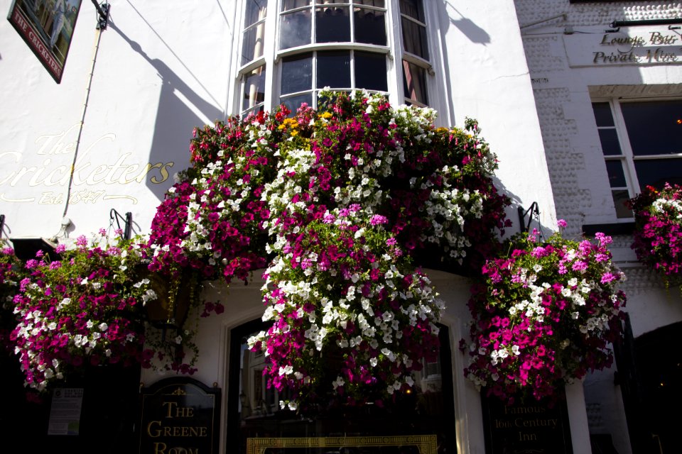 Flower Plant Flowering Plant Flora