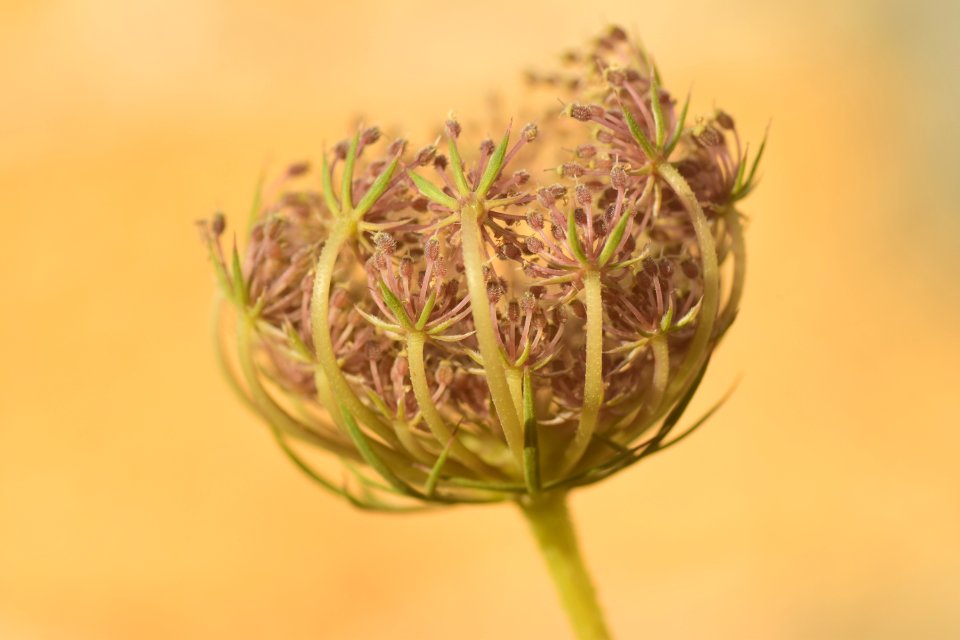 Flora Close Up Plant Macro Photography